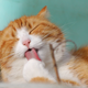 Imagen para el artículo titulado Tu alergia a los gatos no es casual. Un nuevo hallazgo apunta a que es un mecanismo de defensa del gato